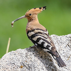 Eurasian Hoopoe